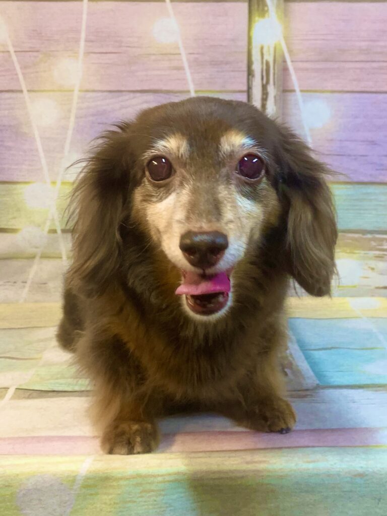 柏市でトリミングです。モモちゃん　(ミニチュアダックスフンド女の子　シャンプーコースです。)