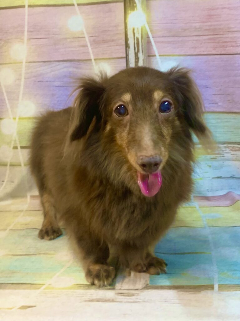 柏市でトリミングです。ポニョちゃん　(ミニチュアダックスフンド女の子　シャンプーコースです。)