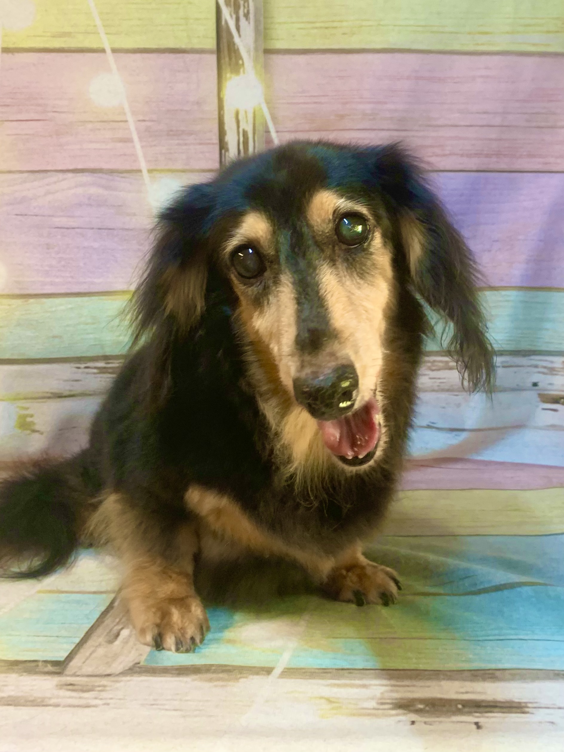 印西市でトリミングです。マリンちゃん　(ミニチュアダックスフンド女の子　シャンプー＆部分カットコースです。)