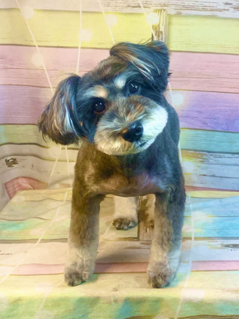 白井市でトリミングです。ガブリンちゃん　(ミニチュアシュナウザー女の子　シャンプー＆カットコースです。)