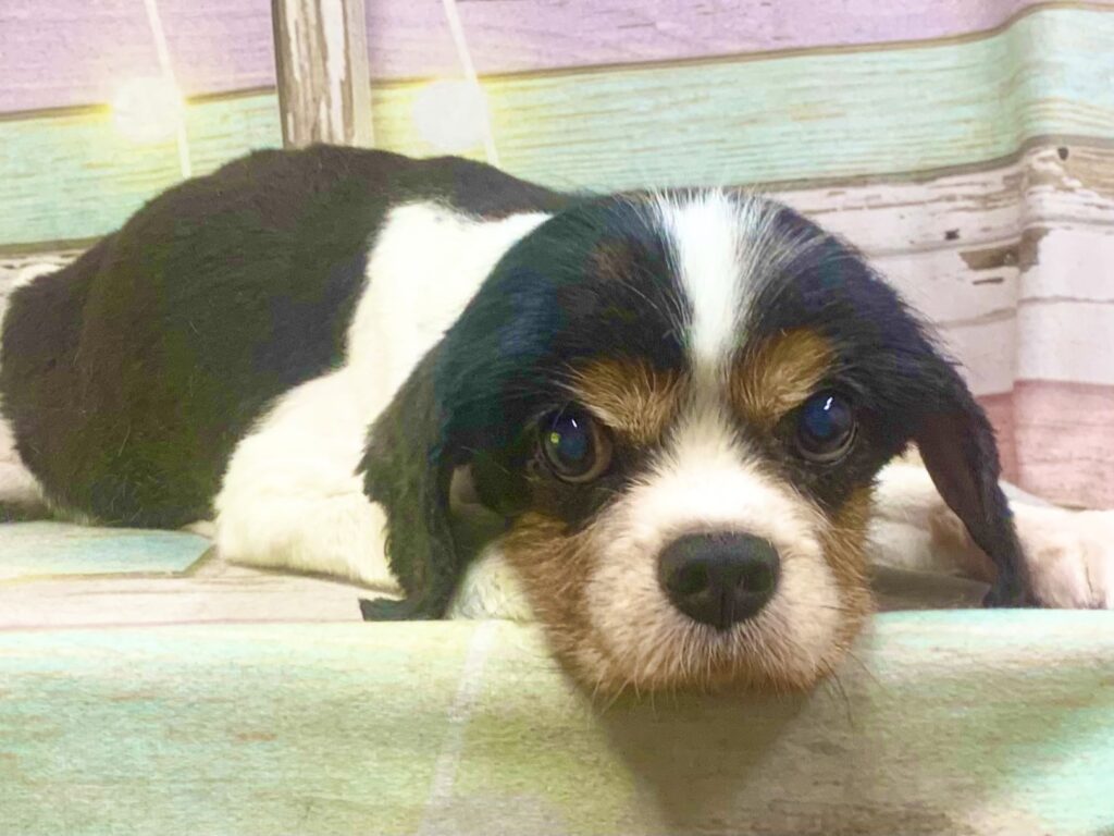 つくば市でトリミングです。ココアちゃん　(キャバリアキングチャールズスパニエル女の子　シャンプー＆カットコースです。)