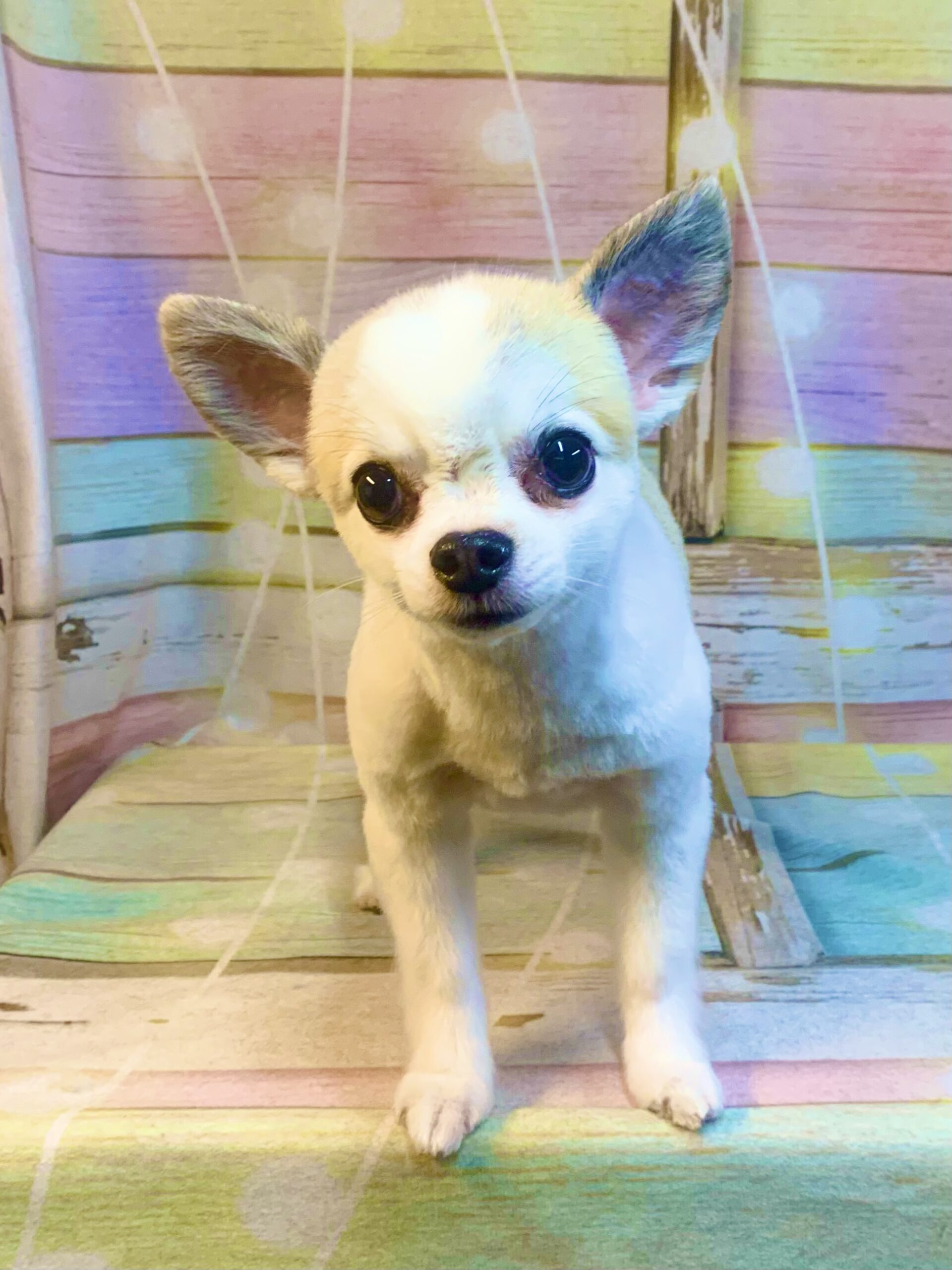 つくば市でトリミングです。モカくん　(チワワ女の子　シャンプー＆カットコースです。)