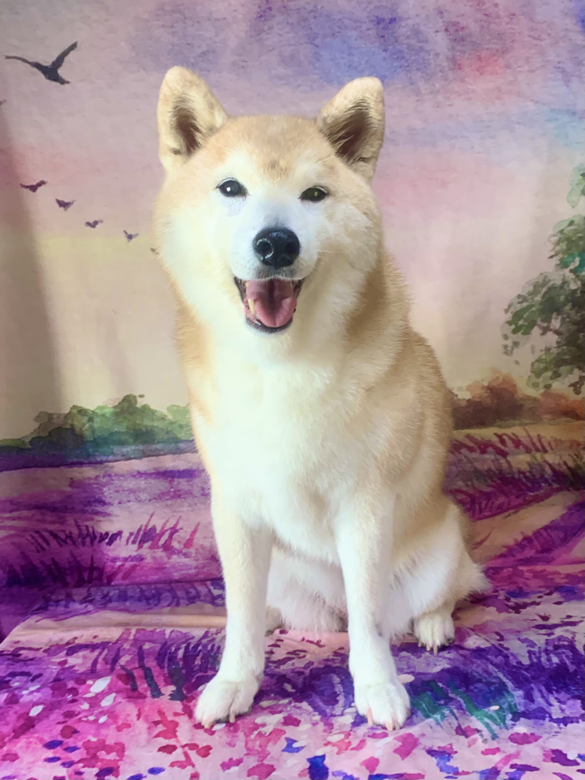 白井市でトリミングです。シバちゃん　(柴犬女の子　シャンプーコース(お手入れ)です。)