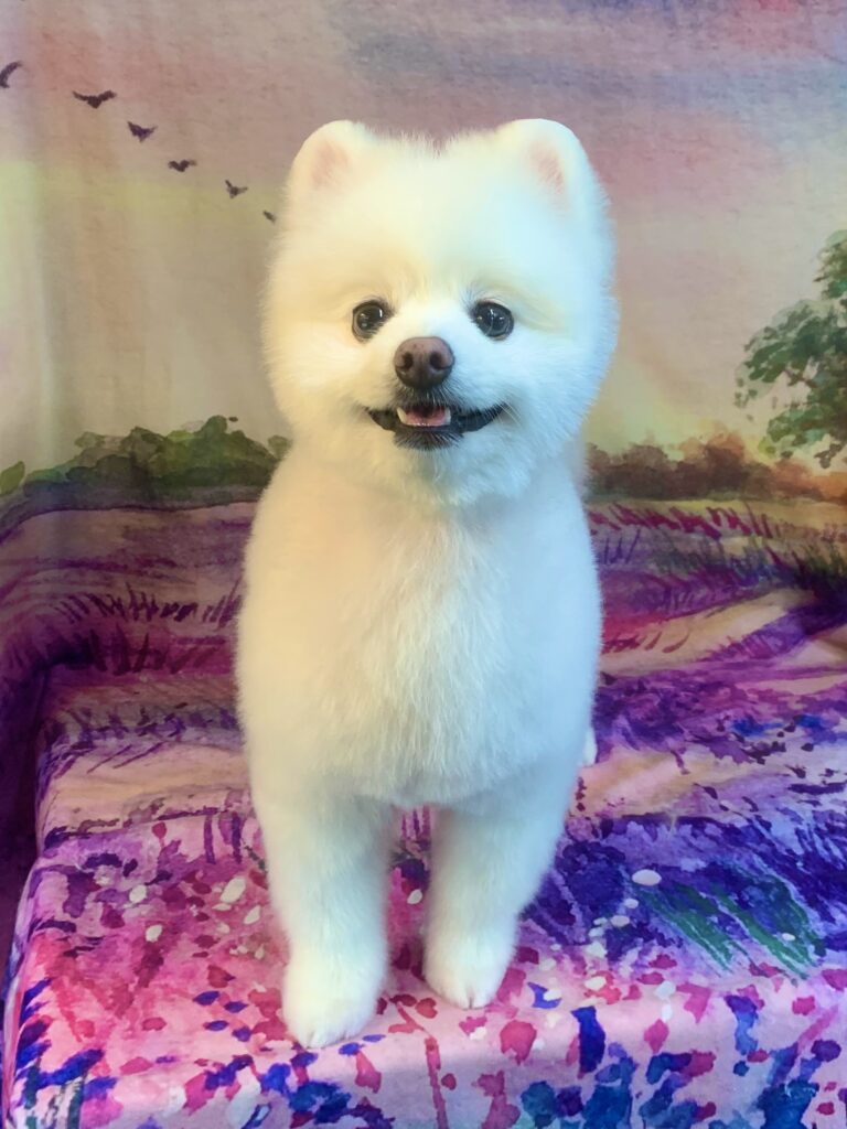 牛久市でトリミングです。チロルちゃん　(ポメラニアン女の子　シャンプー＆カットコースです。)