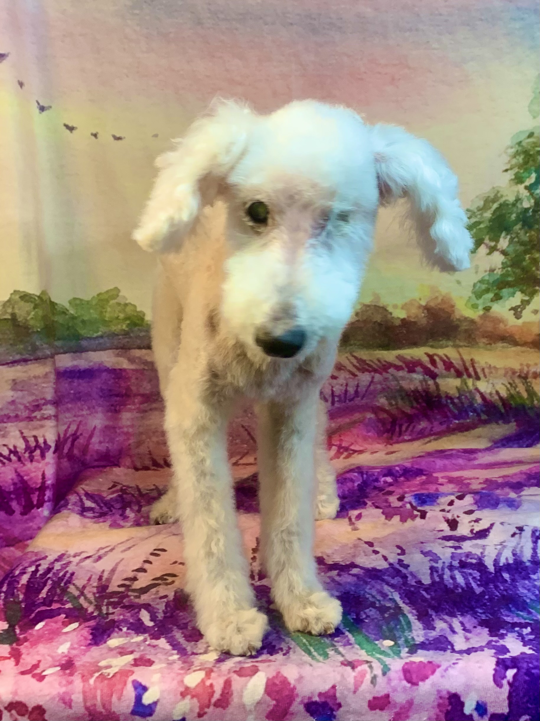 つくば市でトリミングです。モコくん　(トイプードル男の子　シャンプー＆カットコースです。)