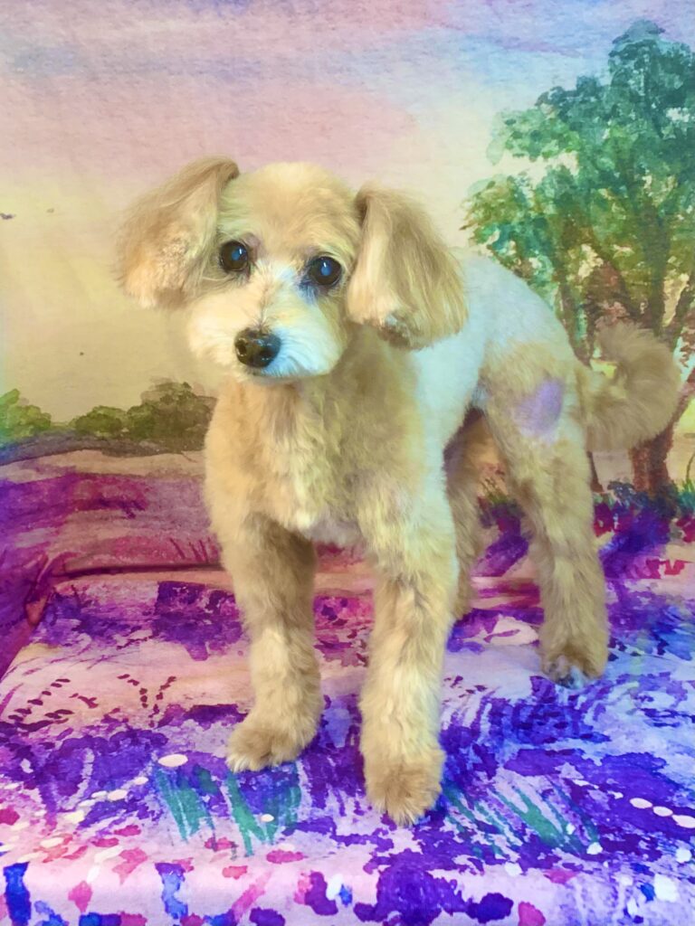 白井市でトリミングです。ぱるくん　(トイプードルＭＩＸ犬男の子　シャンプー＆カットコースです。)