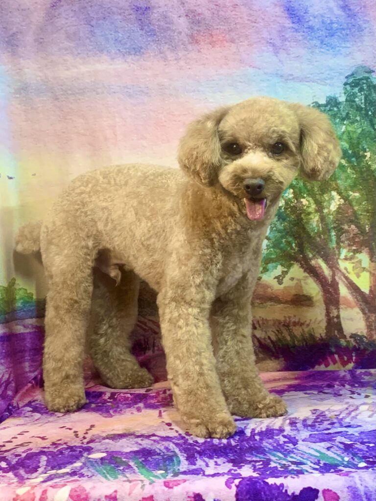 牛久市でトリミングです。ロイくん　(トイプードル男の子　シャンプー＆カットコースです。)