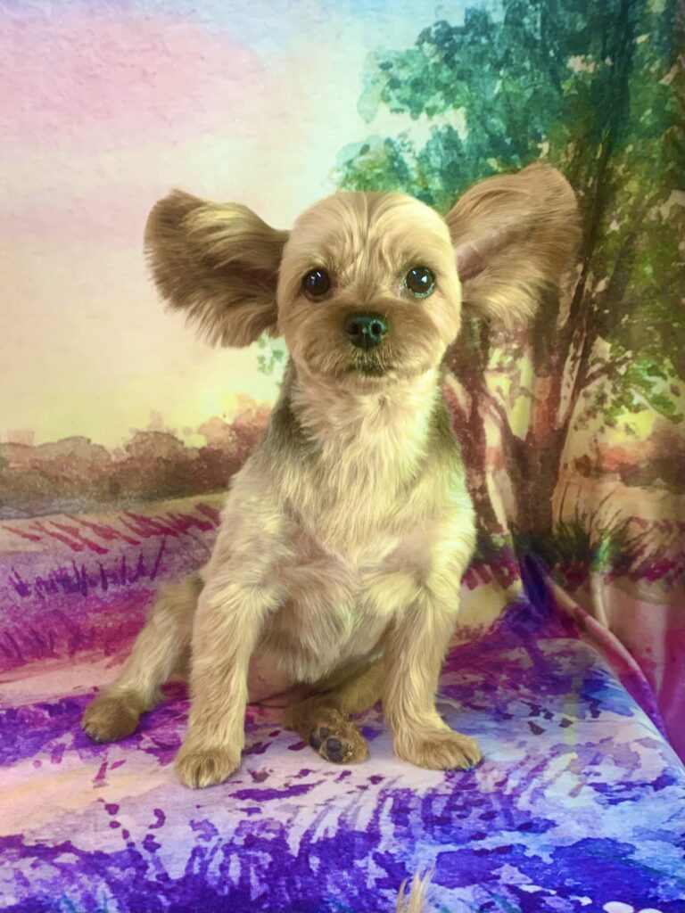 つくば市でトリミングです。こむぎちゃん　(ヨークシャーテリア女の子　シャンプー＆カットコースです)