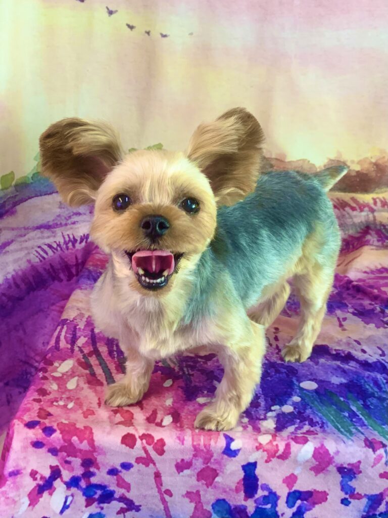 つくば市でトリミングです。あずきちゃん　(ヨークシャーテリア女の子　シャンプー＆カットコースです)