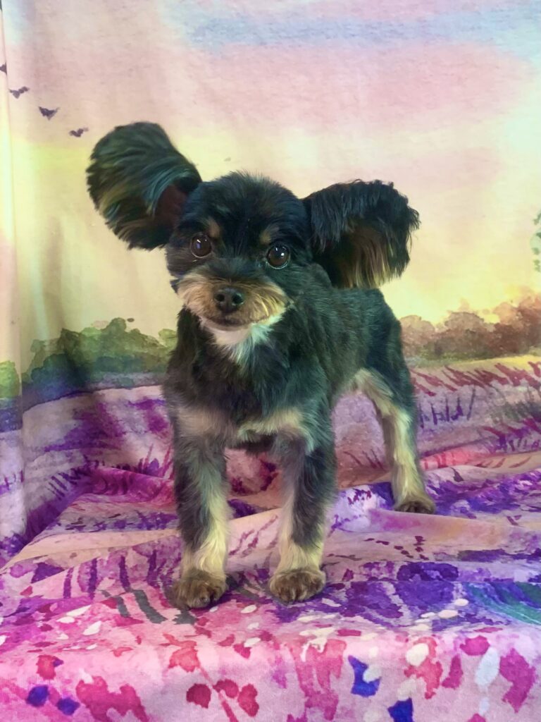 つくば市でトリミングです。クレオちゃん　(ヨークシャーテリア女の子　シャンプー＆カットコースです)