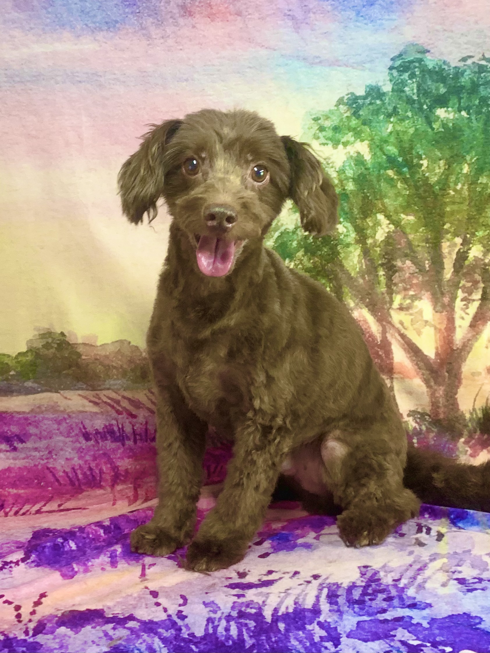 つくば市でトリミングです。レオンくん　(チワワ×トイプードル男の子　グルーミング＆カットコースです。)