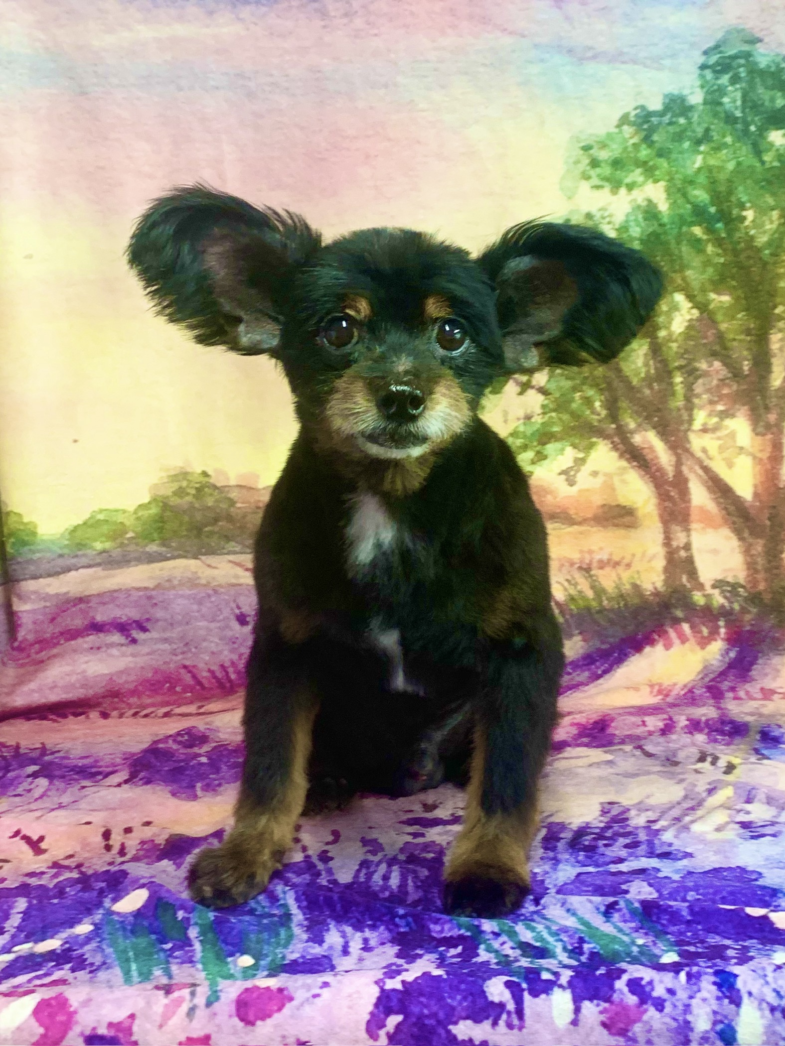 つくば市でトリミングです。ロビンくん　(パピヨン×トイプードル男の子　グルーミング＆カットコースです。)