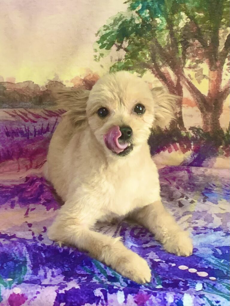 つくば市でトリミングです。ラックくん　(ポメラニアン×ヨークシャーテリア男の子　グルーミング＆カットコースです。)