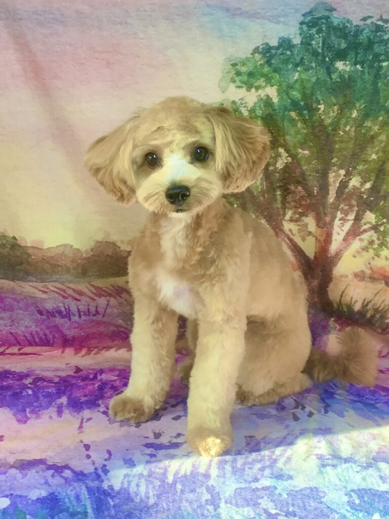 我孫子市でトリミングです。Ｂｏｂくん　(マルチーズ×トイプードル男の子　シャンプー＆カットコースです。)