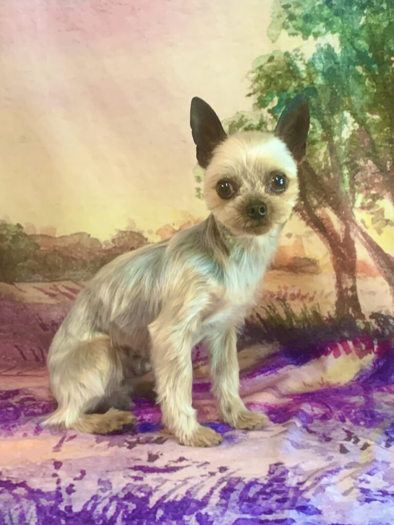 牛久市でトリミングです。オンくん　(ヨークシャーテリア男の子　シャンプー＆カットコースです。)