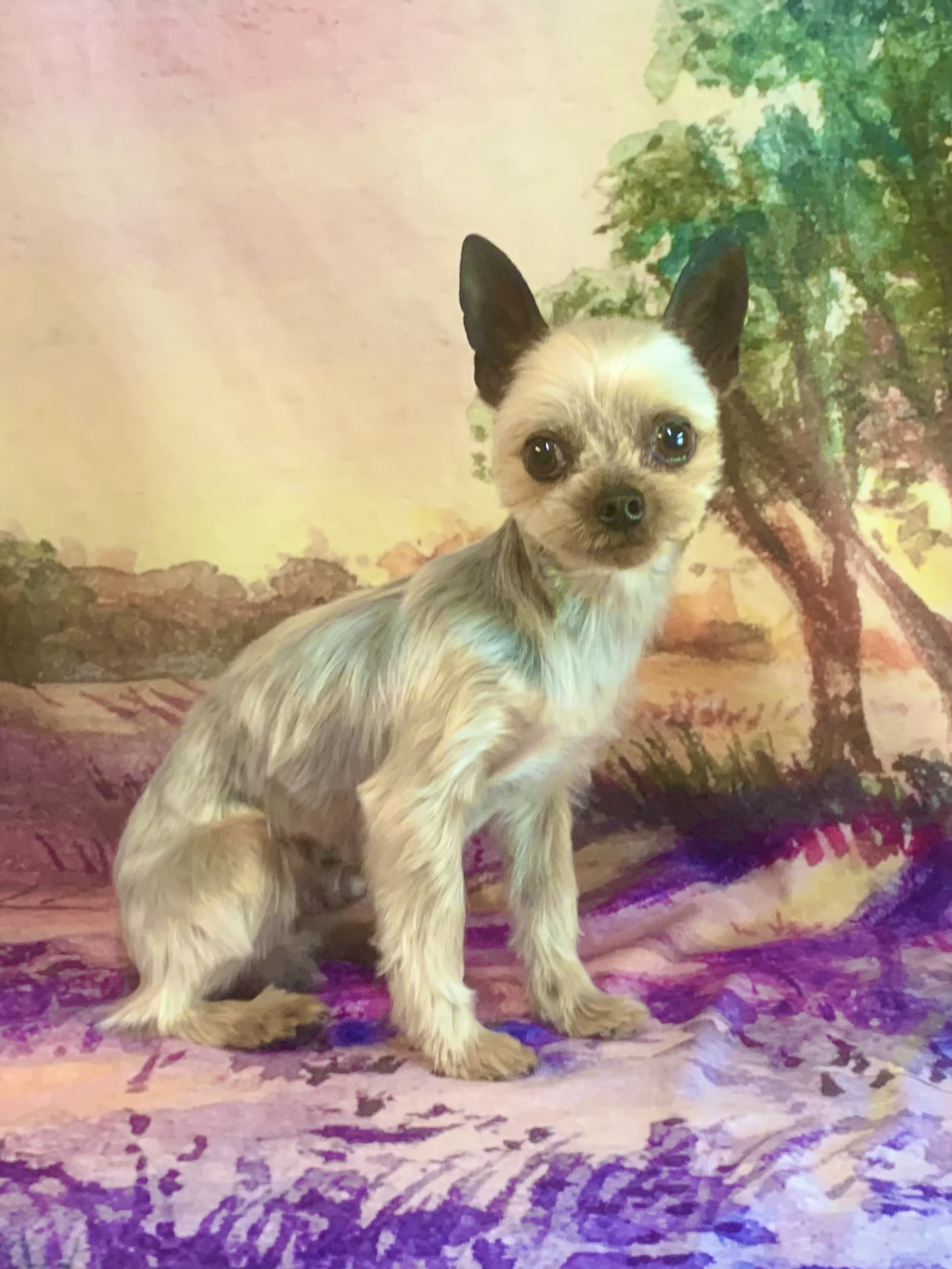 牛久市でトリミングです。オンくん　(ヨークシャーテリア男の子　シャンプー＆カットコースです。)