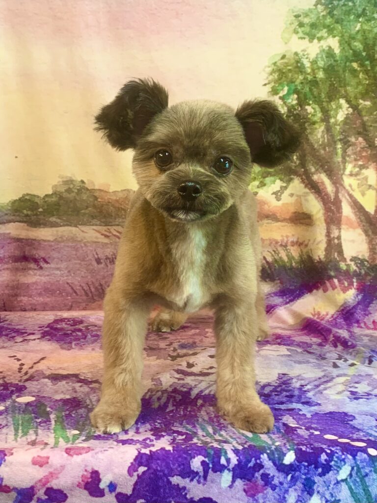 牛久市でトリミングです。ビナくん　(ポメラニアン×シーズー男の子　シャンプー＆カットコースです。)