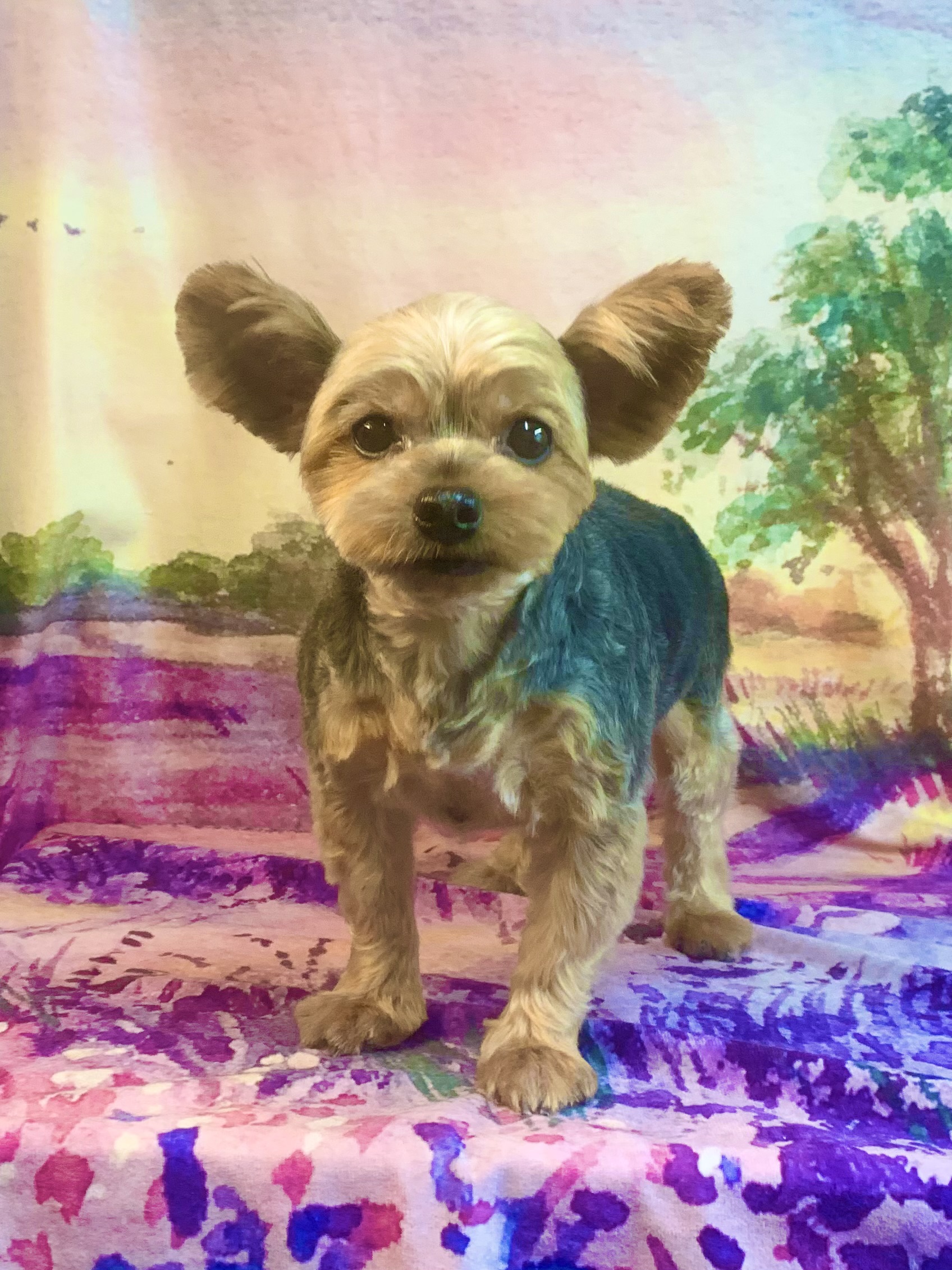 牛久市でトリミングです。モコちゃん　(ヨークシャーテリア女の子　シャンプー＆カットコースです。)