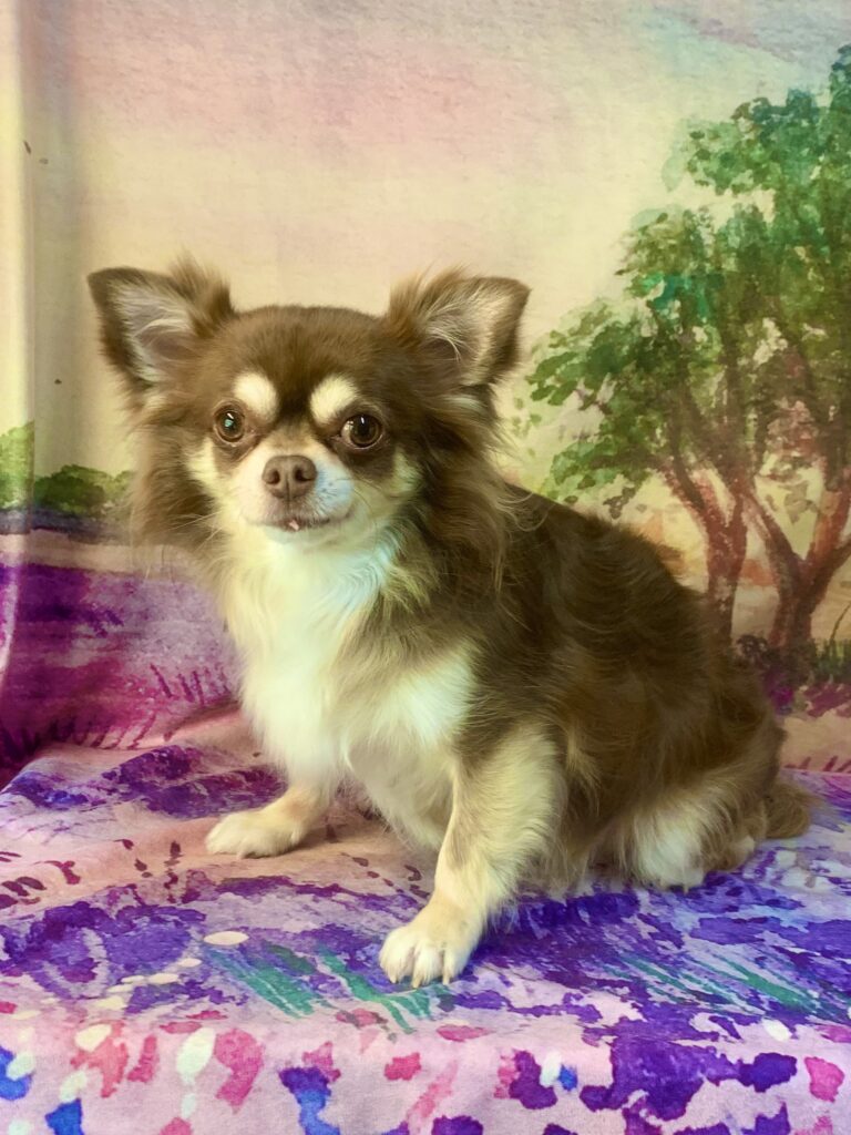 つくば市でトリミングです。むぎちゃん　(チワワ女の子　シャンプーコース(お手入れ)です。)