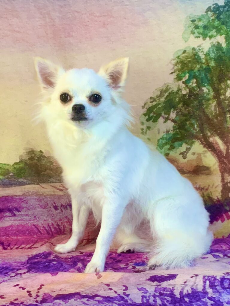 つくば市でトリミングです。ももちゃん　(チワワ女の子　シャンプーコース(お手入れ)です。)