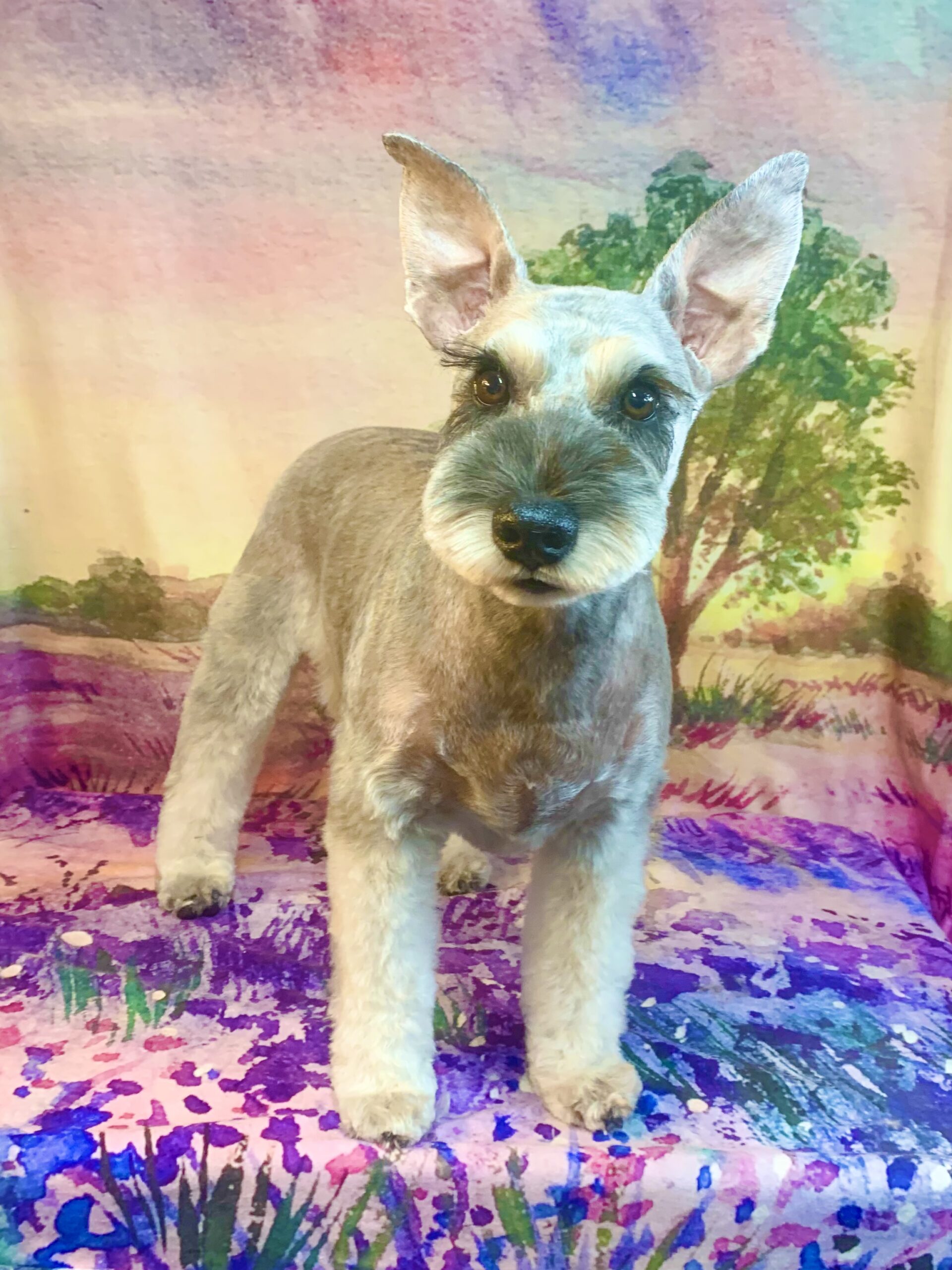 牛久市でトリミングです。ルイくん　(ミニチュアシュナウザー男の子　シャンプー＆カットコースです。)