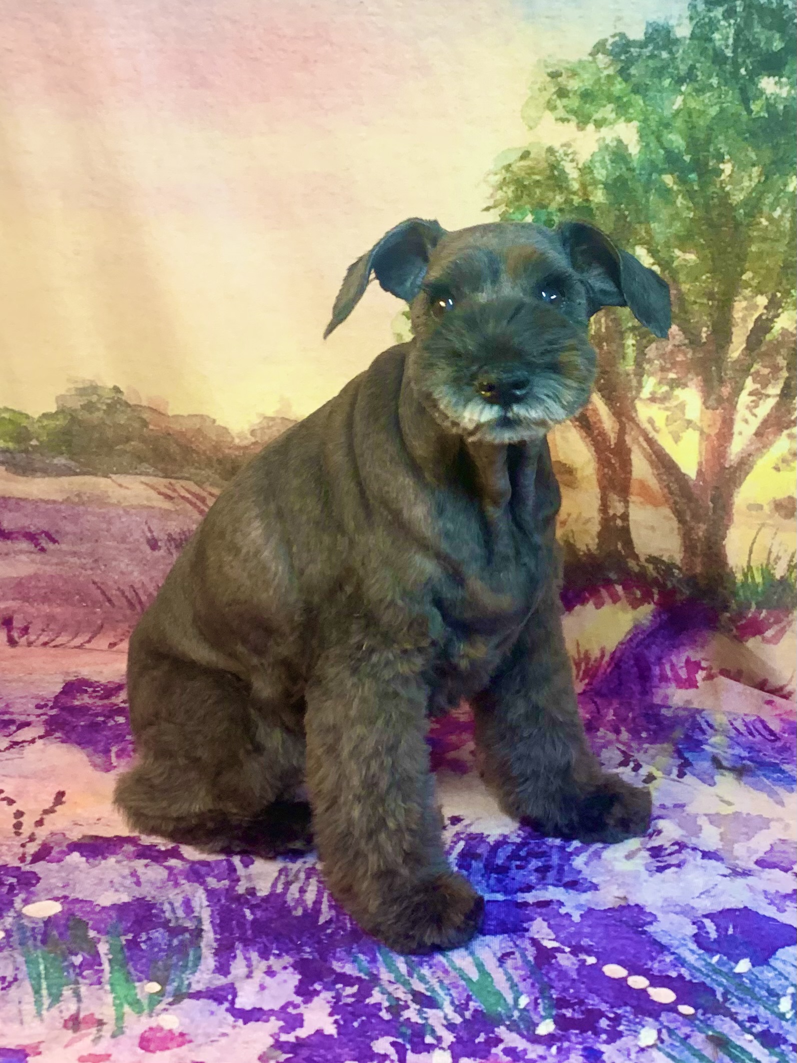 牛久市でトリミングです。ココちゃん　(ミニチュアシュナウザー女の子　シャンプー＆カットコースです。)