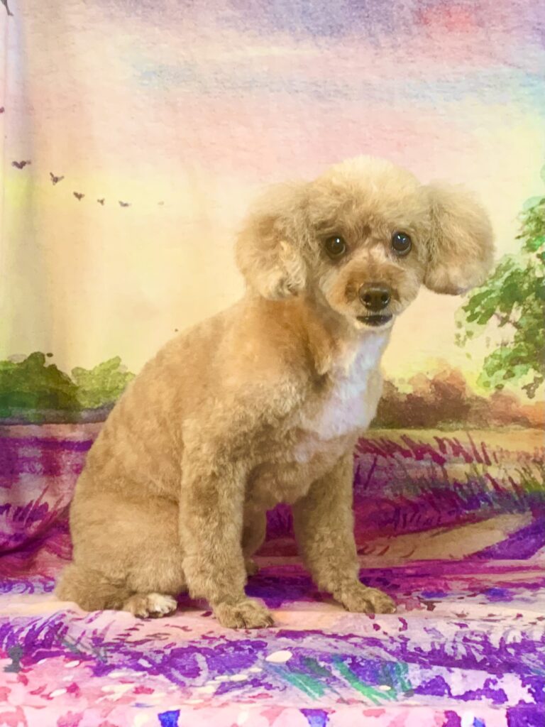 龍ヶ崎市でトリミングです。モカちゃん　(トイプードル女の子　シャンプー＆カットコースです。)