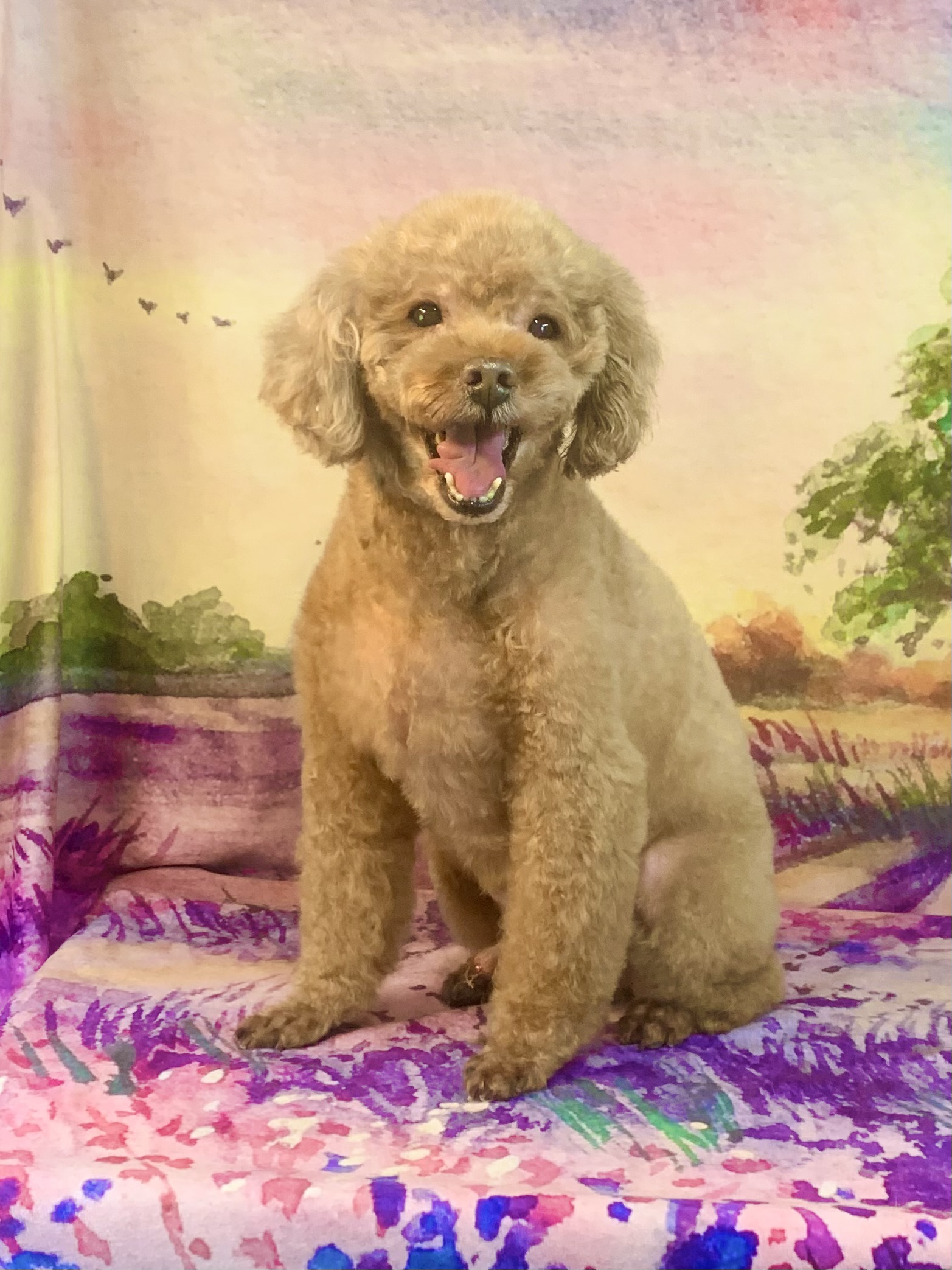 龍ヶ崎市でトリミングです。リオンくん　(トイプードル男の子　シャンプー＆カットコースです。)