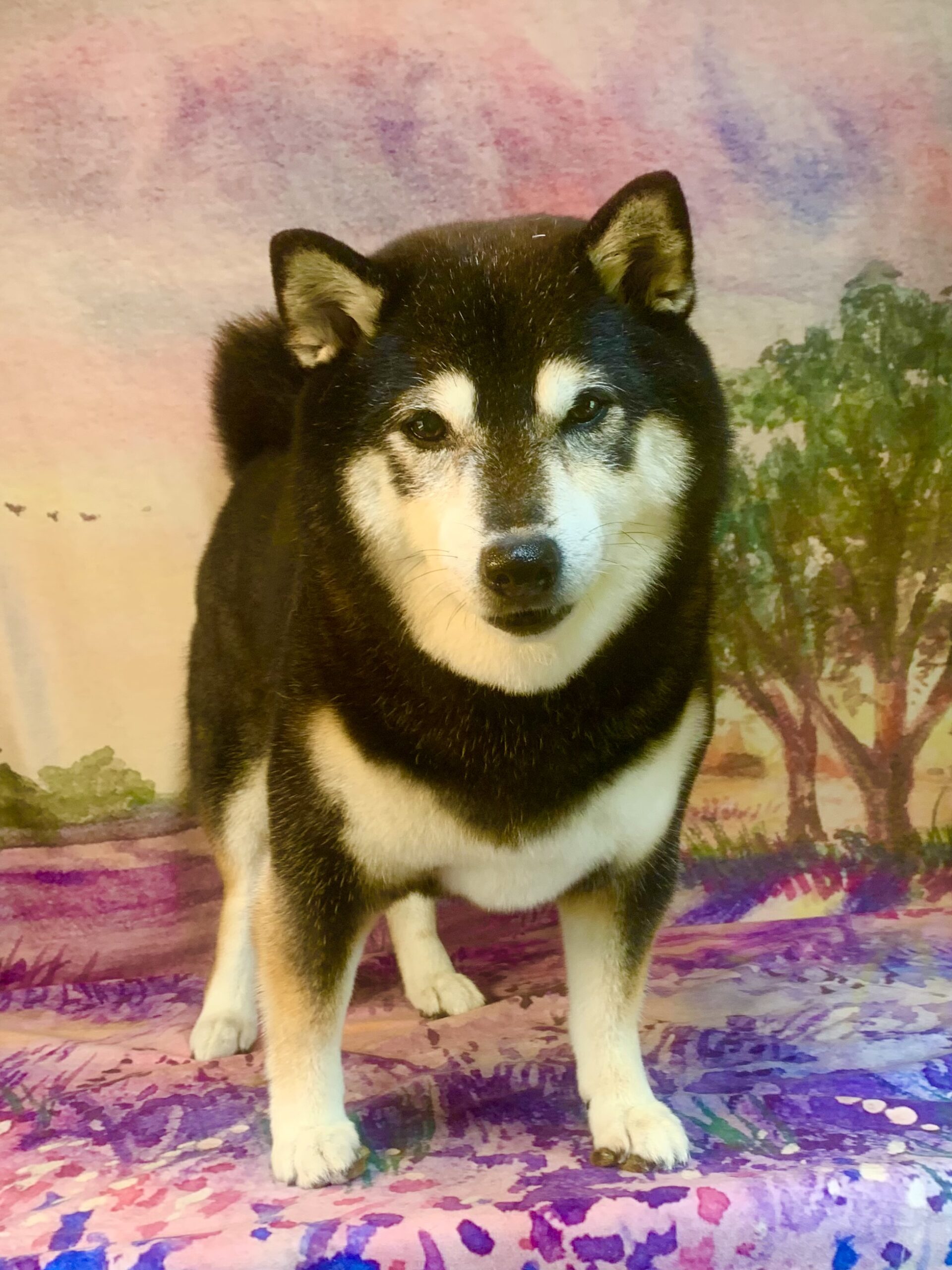 つくば市でトリミングです。ココロちゃん　(柴犬女の子　シャンプーコース(お手入れ)です。)