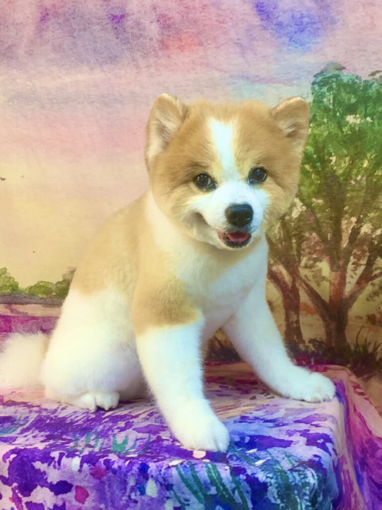 つくば市でトリミングです。ルックくん　(ポメラニアン男の子　シャンプー＆カットコースです。)