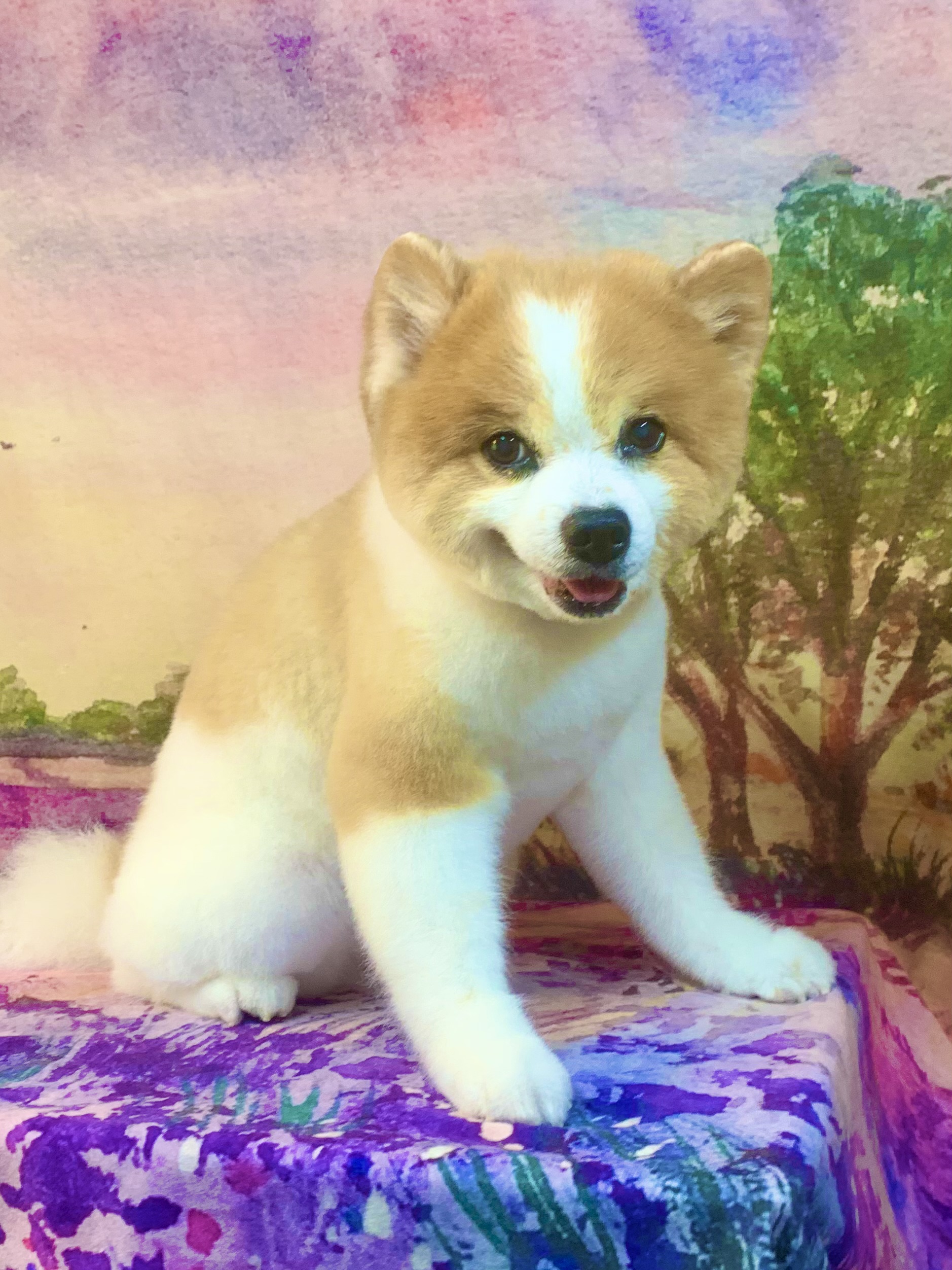 つくば市でトリミングです。ルックくん　(ポメラニアン男の子　シャンプー＆カットコースです。)