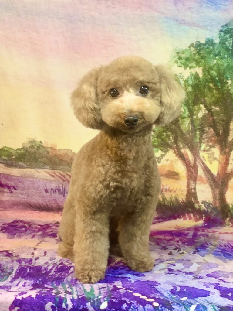 龍ヶ崎市でトリミングです。むぎちゃん　(トイプードル女の子　シャンプー＆カットコースです。)