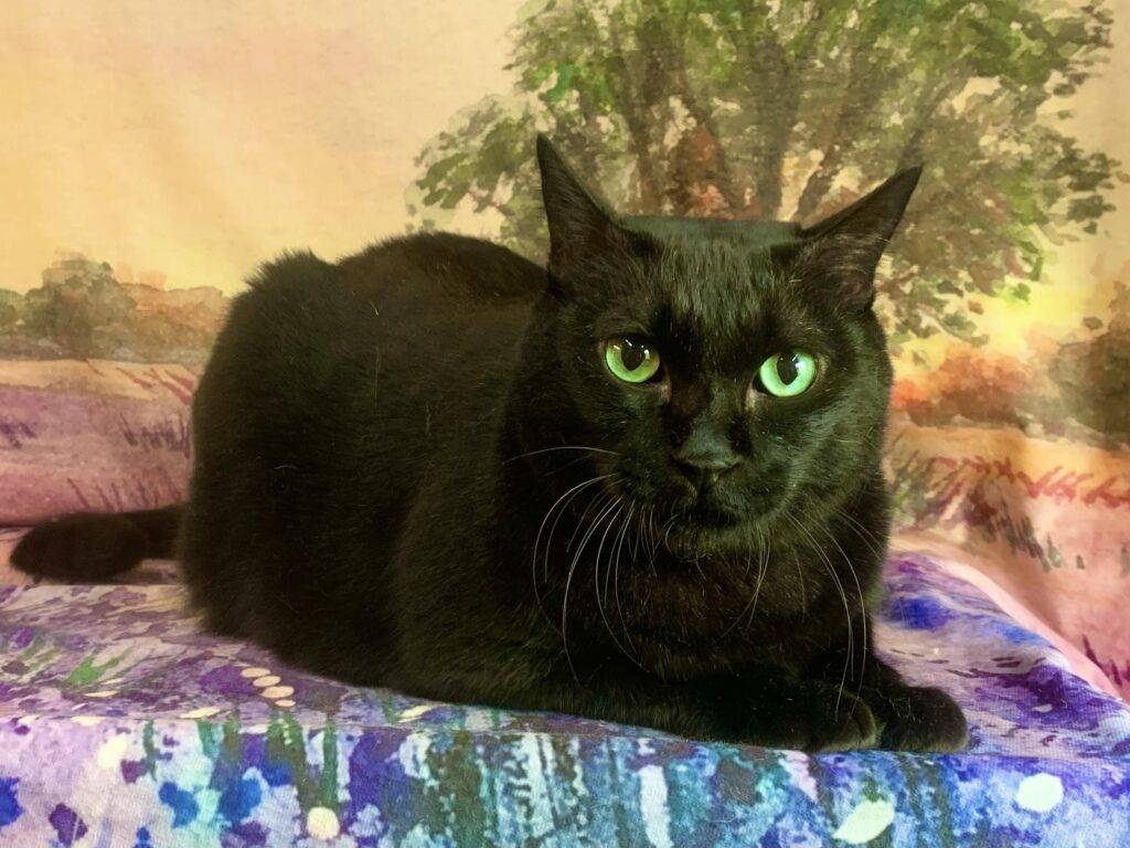 取手市でトリミングです。タマくん　(短毛ＭＩＸ猫男の子　グルーミングコースです。)