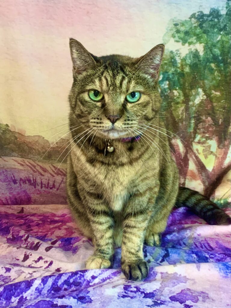 つくば市でトリミングです。チュチュちゃん　(短毛ＭＩＸ猫女の子　グルーミングコースです。)