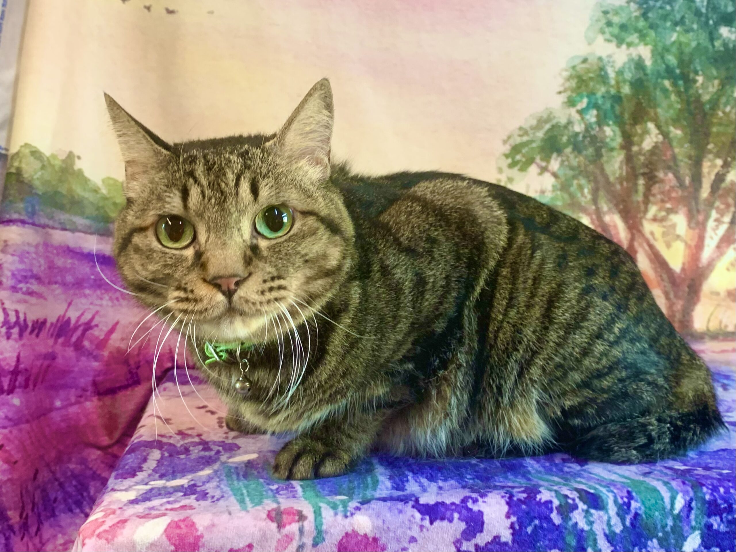 龍ヶ崎市でトリミングです。ギンジくん　(短毛ＭＩＸ猫男の子　グルーミングコースです。)