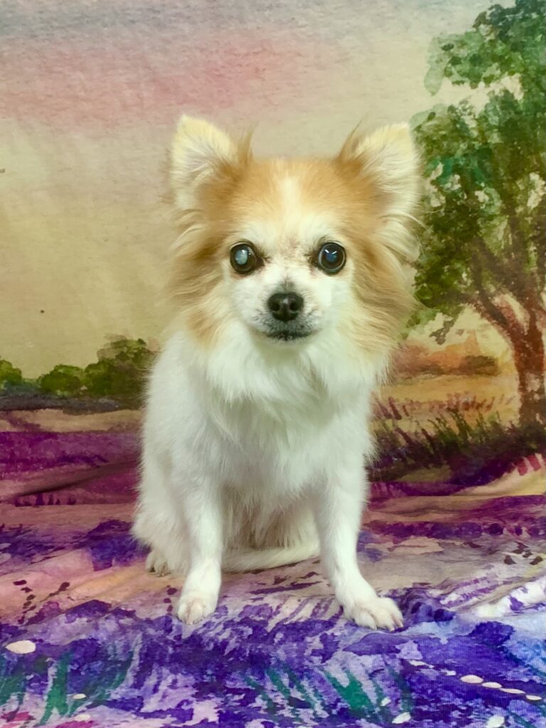 守谷市でトリミングです。柚ちゃん　(チワワ女の子　シャンプー＆部分カットコースです。)