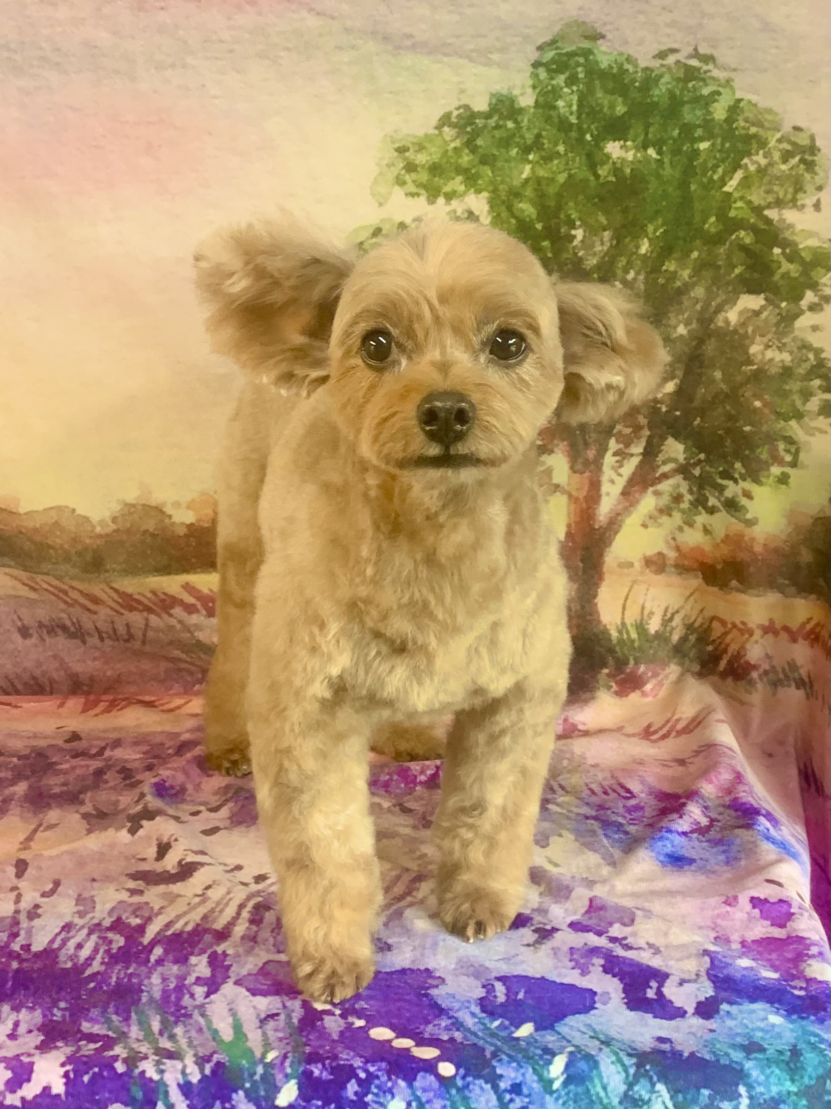 つくば市でトリミングです。アランくん　(トイプードルＭＩＸ男の子　シャンプー＆カットコースです。)