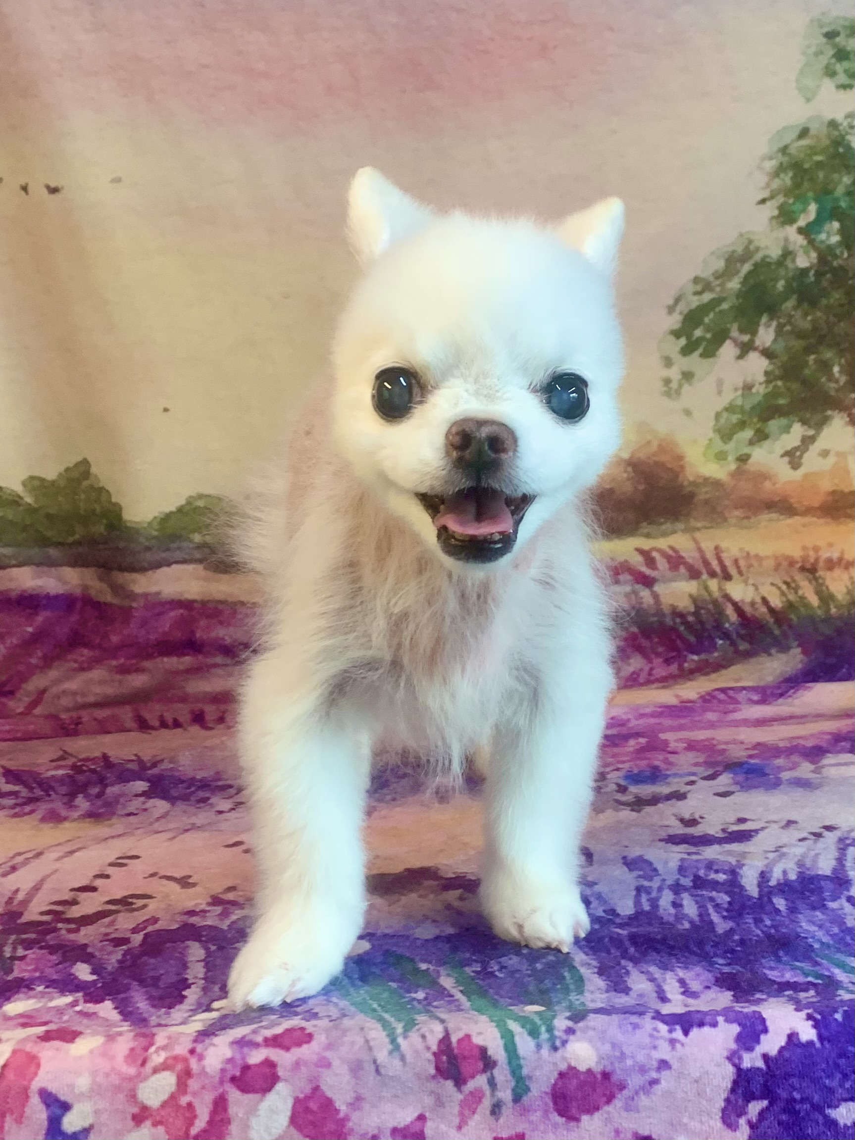 龍ヶ崎市でトリミングです。ドレミくん　(チワワ男の子　シャンプー＆カットコースです。)