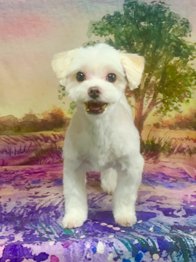 つくばみらい市でトリミングです。うさぎちゃん　(マルチーズ×ヨークシャーテリア女の子　シャンプー＆カットコースです。)