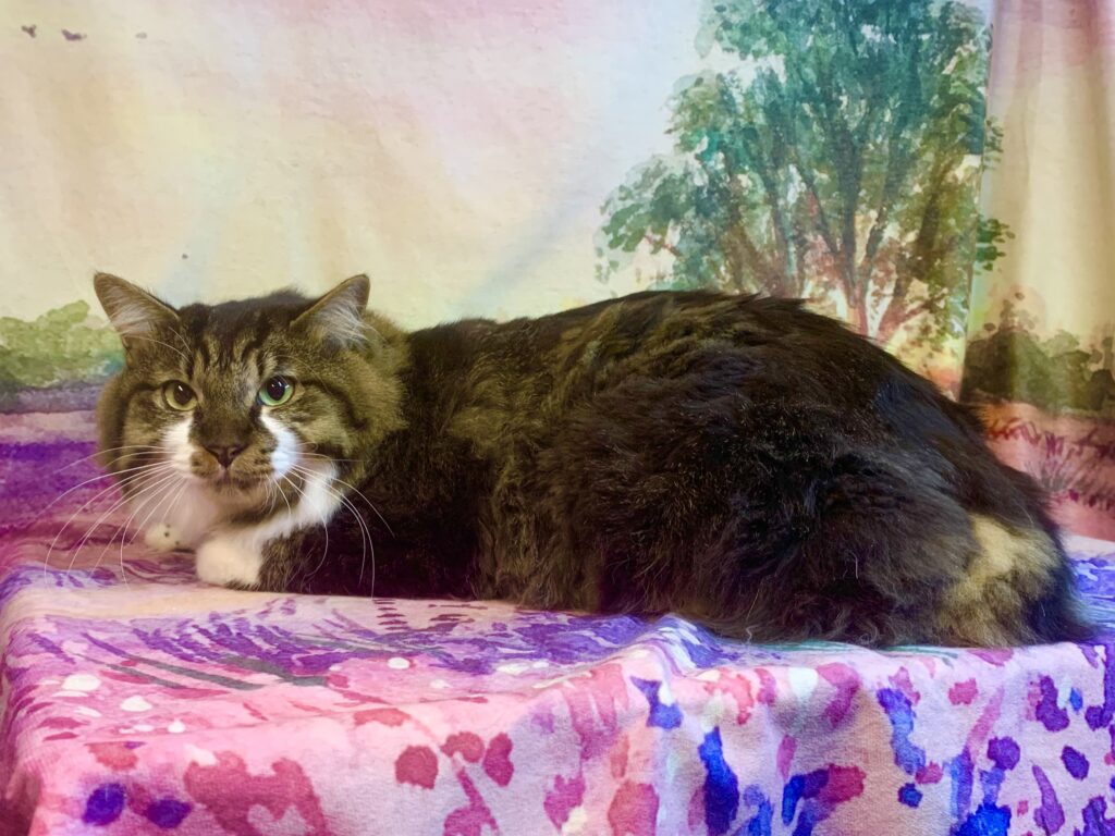 龍ヶ崎市でトリミングです。なつめくん　(中型中毛ＭＩＸ猫男の子　グルーミングコースです。)