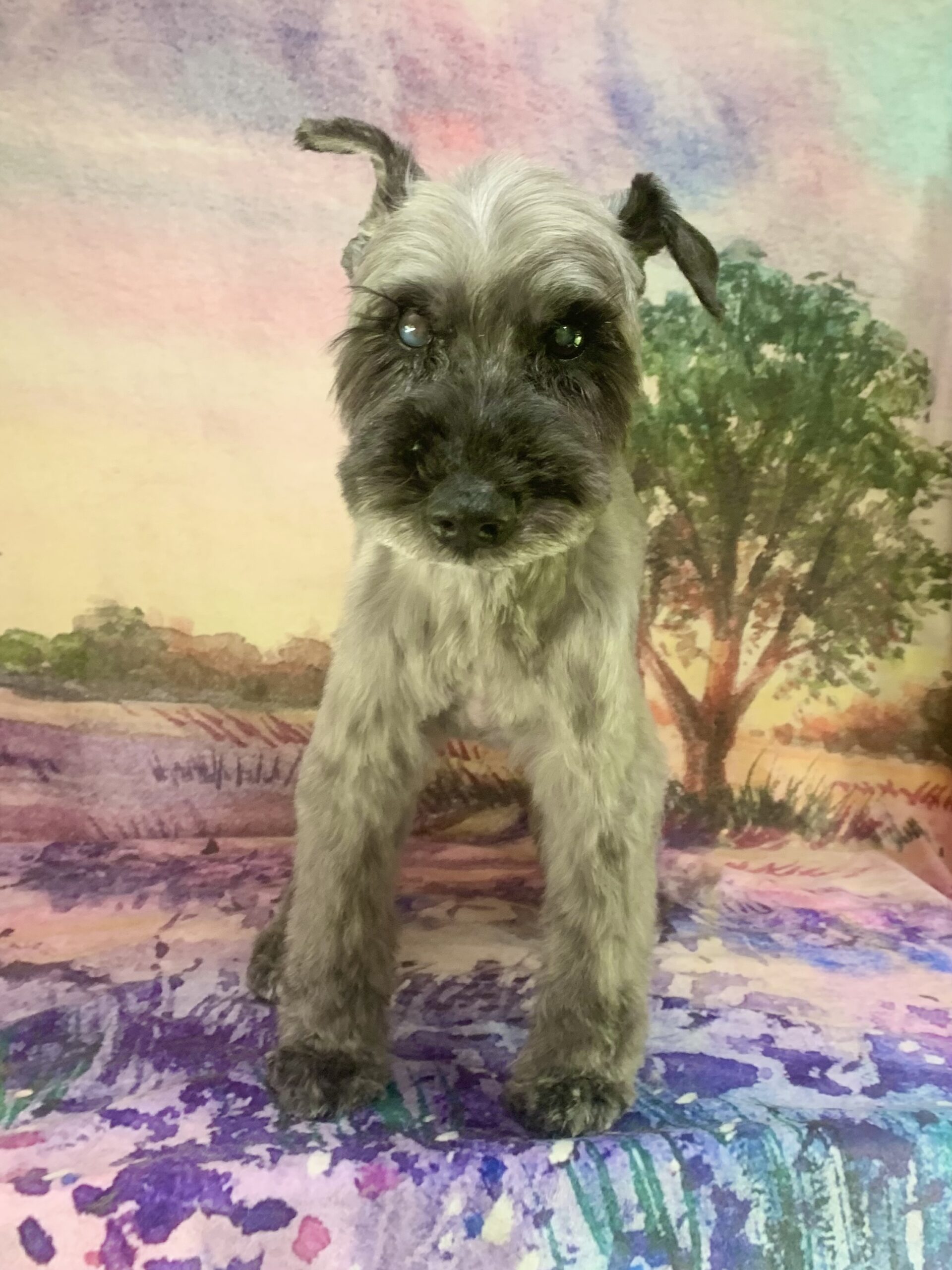 つくばみらい市でトリミングです。グラちゃん　(ミニチュアシュナウザー女の子　シャンプー＆カットコースです。)