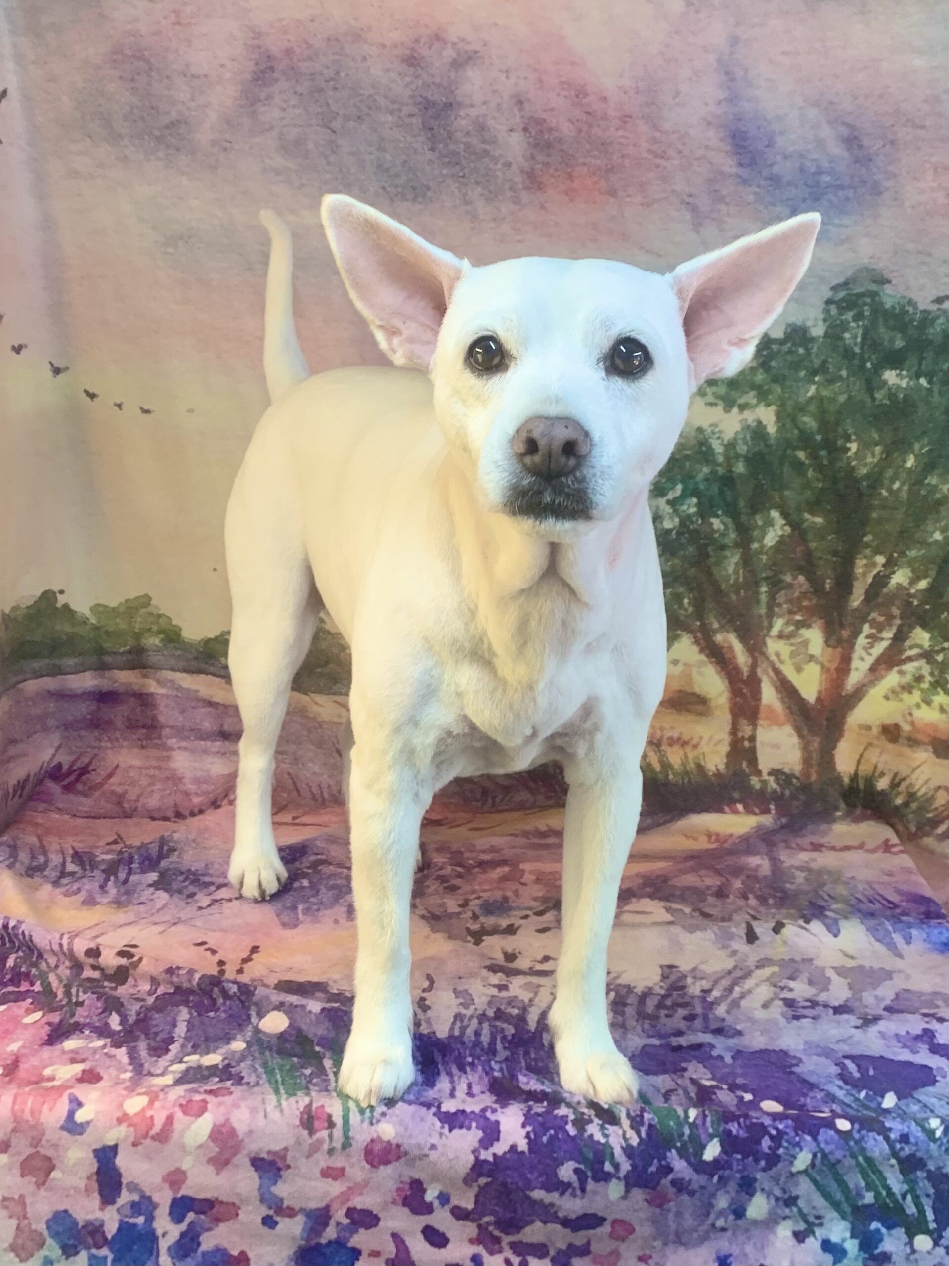 つくば市でトリミングです。サチちゃん　(中型中毛ＭＩＸ犬　シャンプー＆カットコースです。)