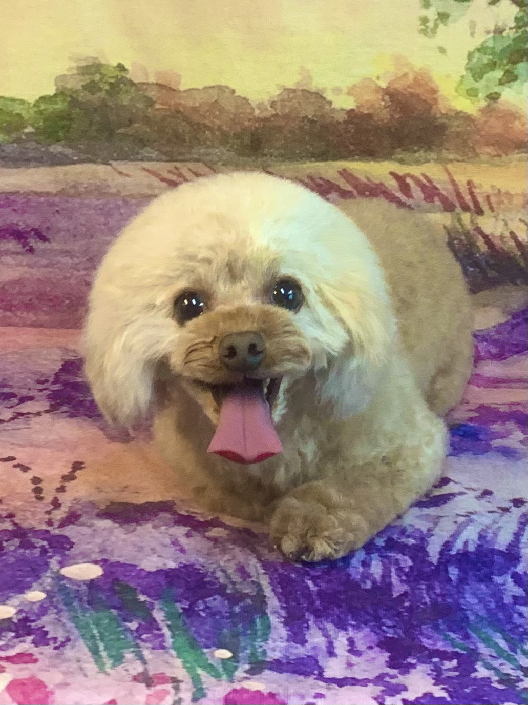 つくば市でトリミングです。ショウくん　(トイプードル男の子　シャンプー＆カットコースです。)