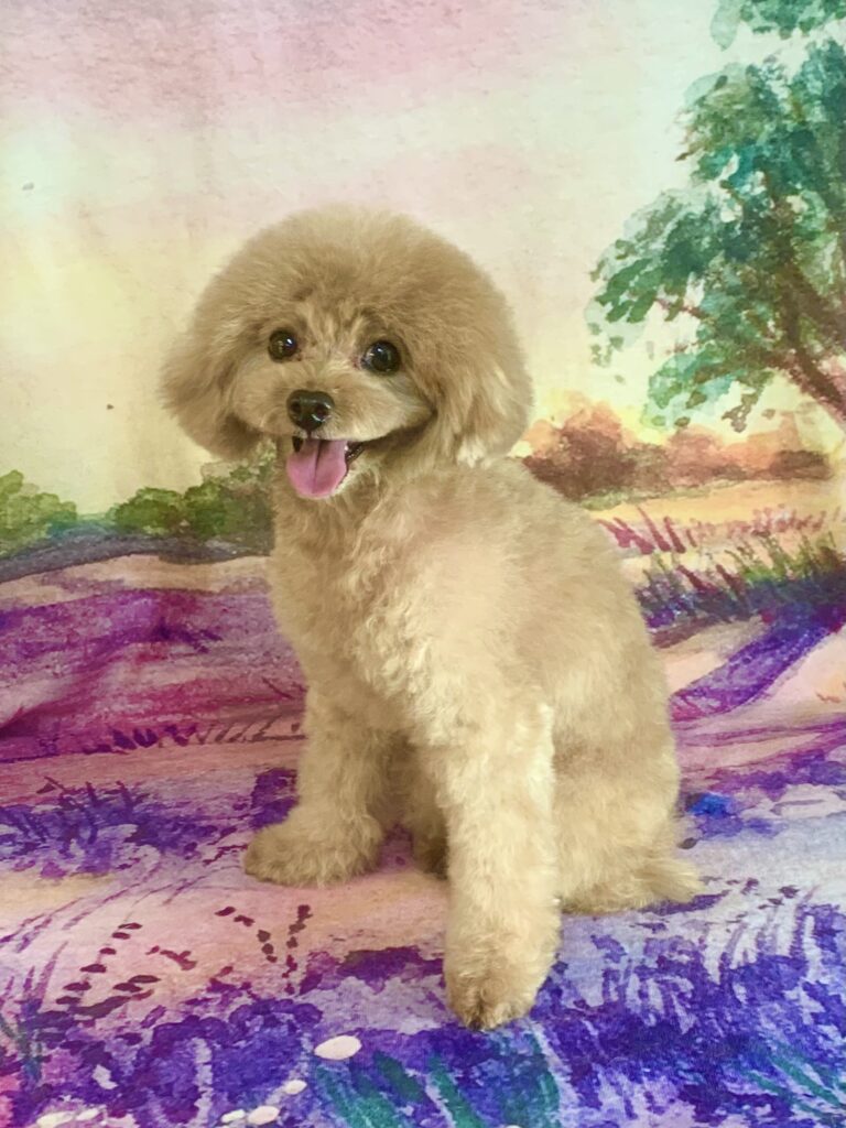 つくばみらい市でトリミングです。リクくん　(トイプードル男の子　シャンプー＆カットコースです。)