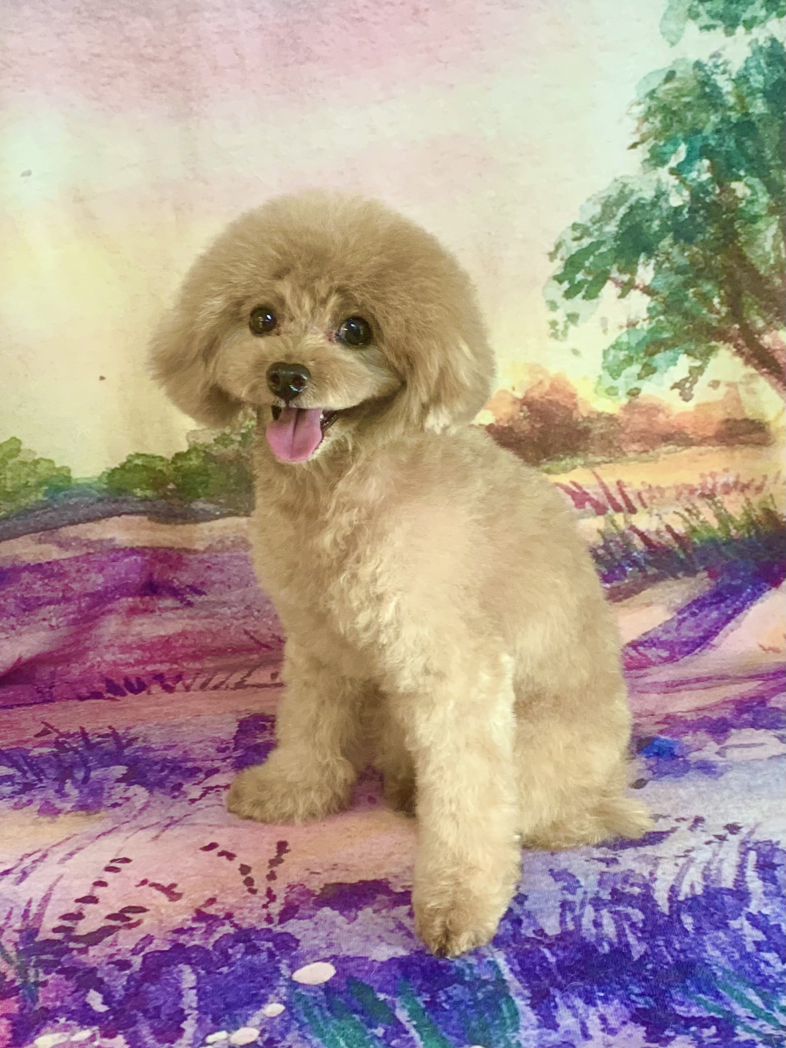 つくばみらい市でトリミングです。リクくん　(トイプードル男の子　シャンプー＆カットコースです。)