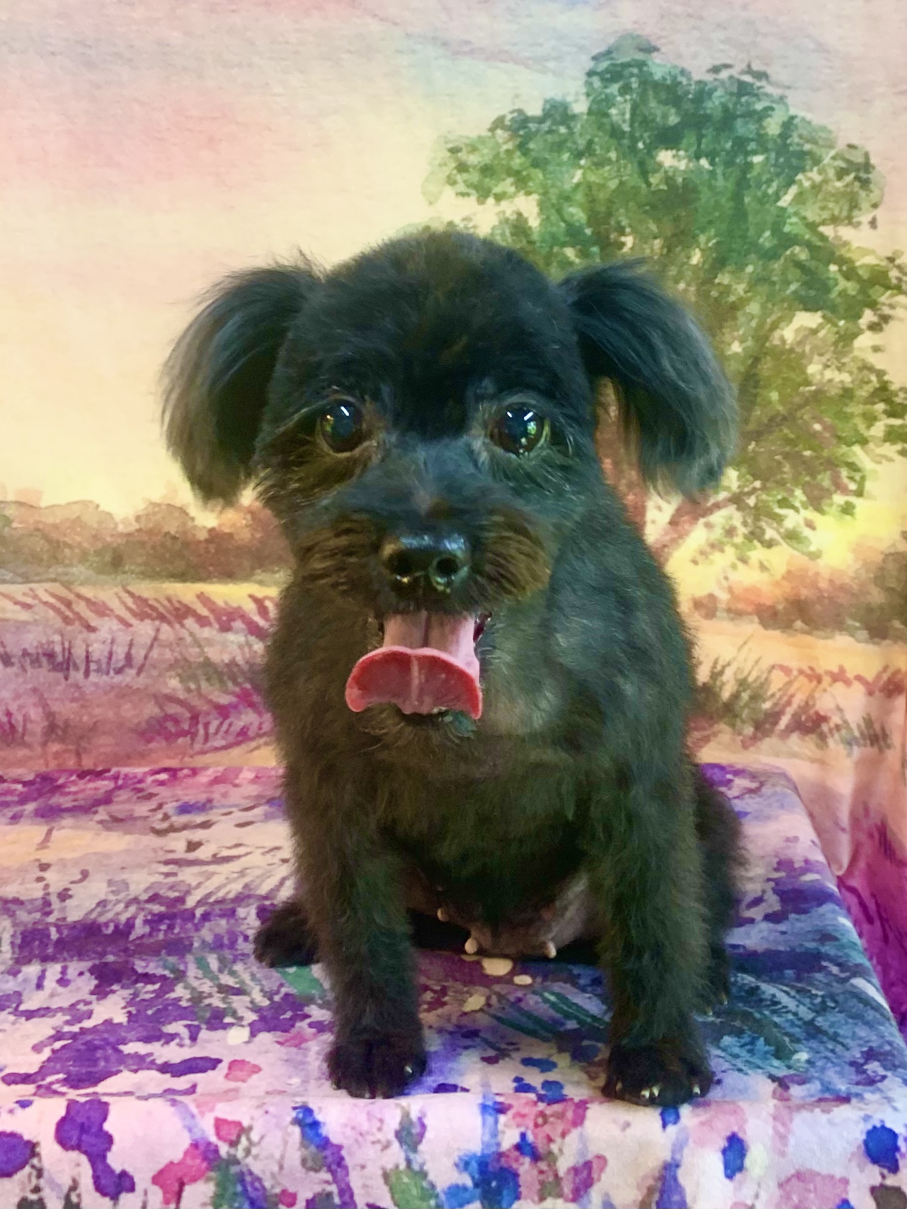 龍ヶ崎市でトリミングです。ルーちゃん　(ヨークシャーテリア×マルチーズ女の子　シャンプー＆カットコースです。)