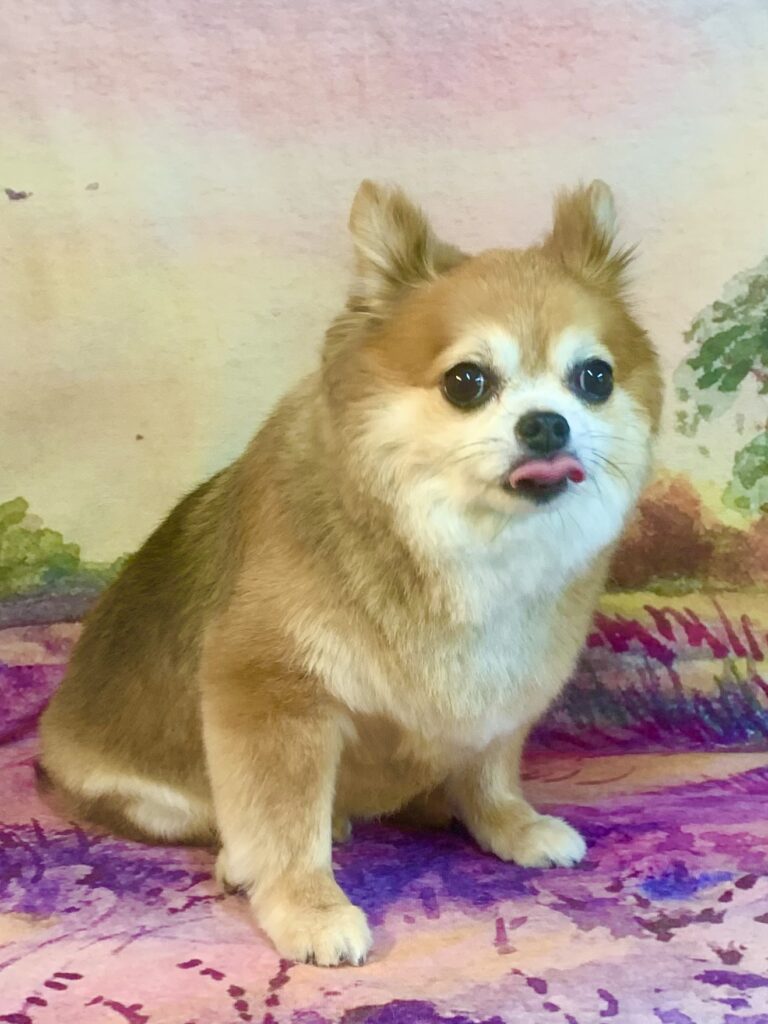 龍ヶ崎市でトリミングです。チャウくん　(チワワ男の子　シャンプー＆カットコースです。)