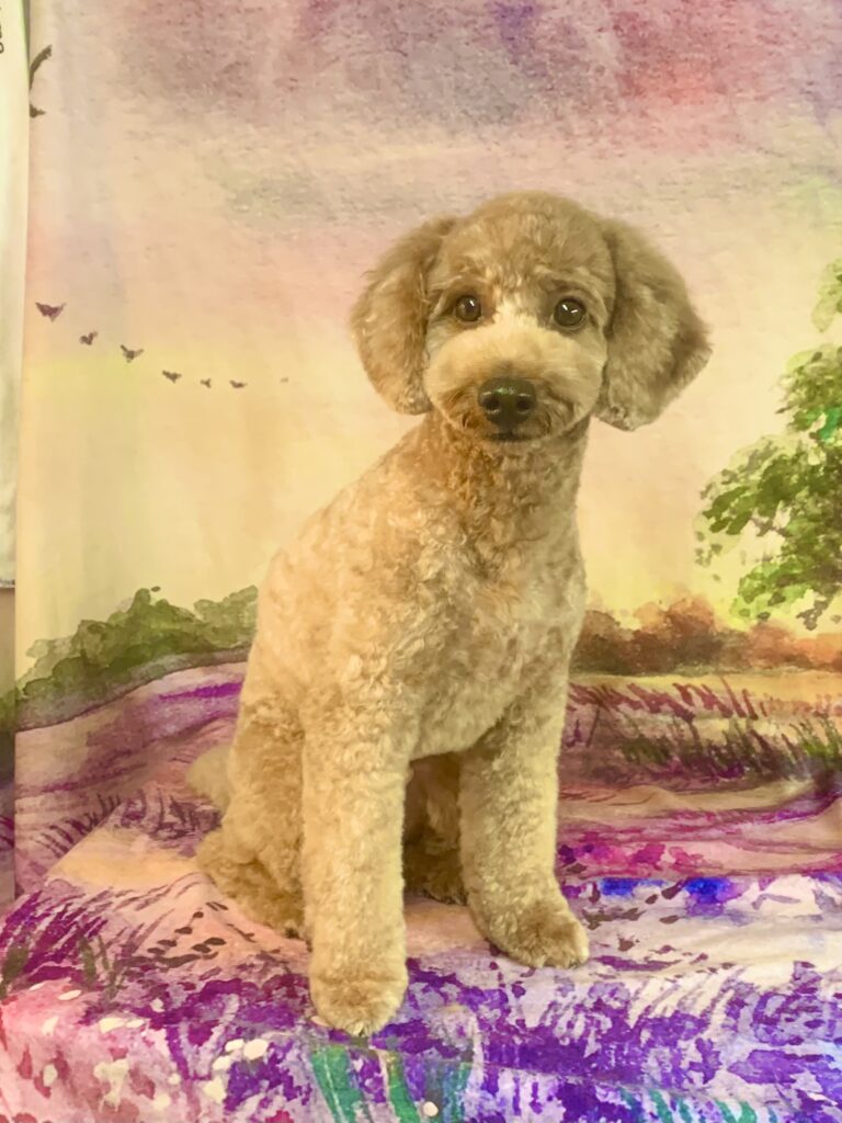 つくばみらい市でトリミングです。アルくん　(トイプードル男の子　シャンプー＆カットコースです。)