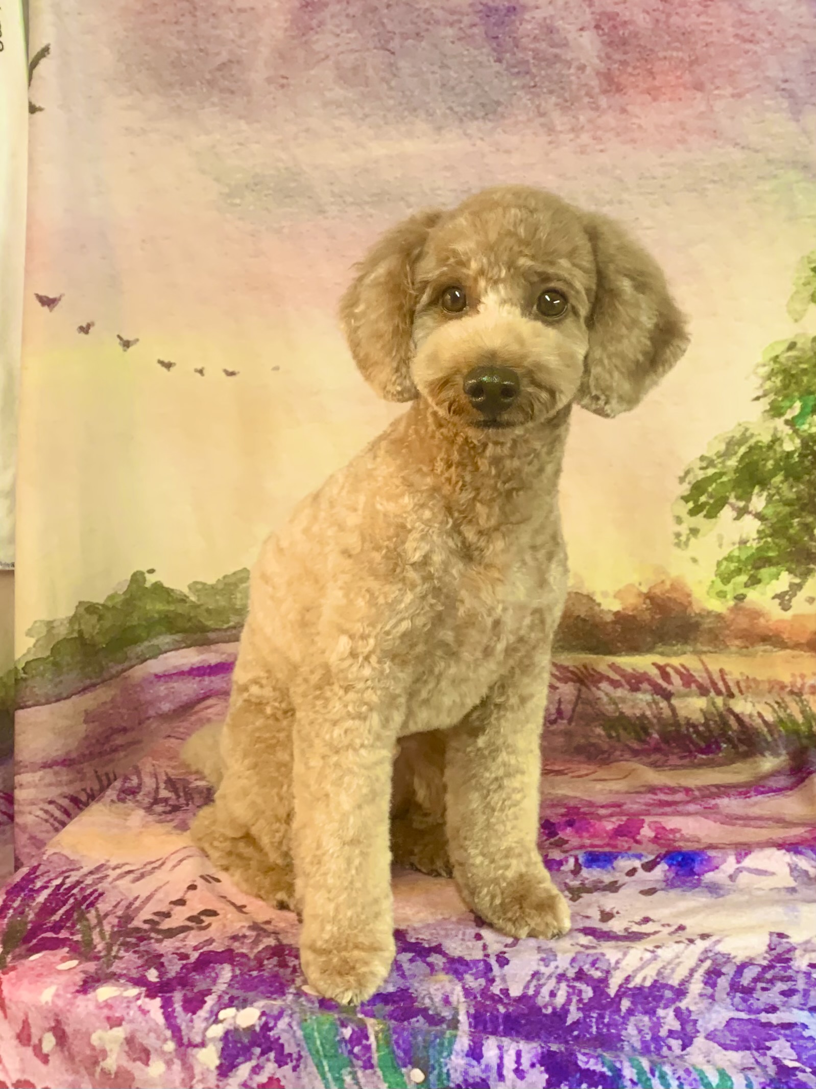 つくばみらい市でトリミングです。アルくん　(トイプードル男の子　シャンプー＆カットコースです。)