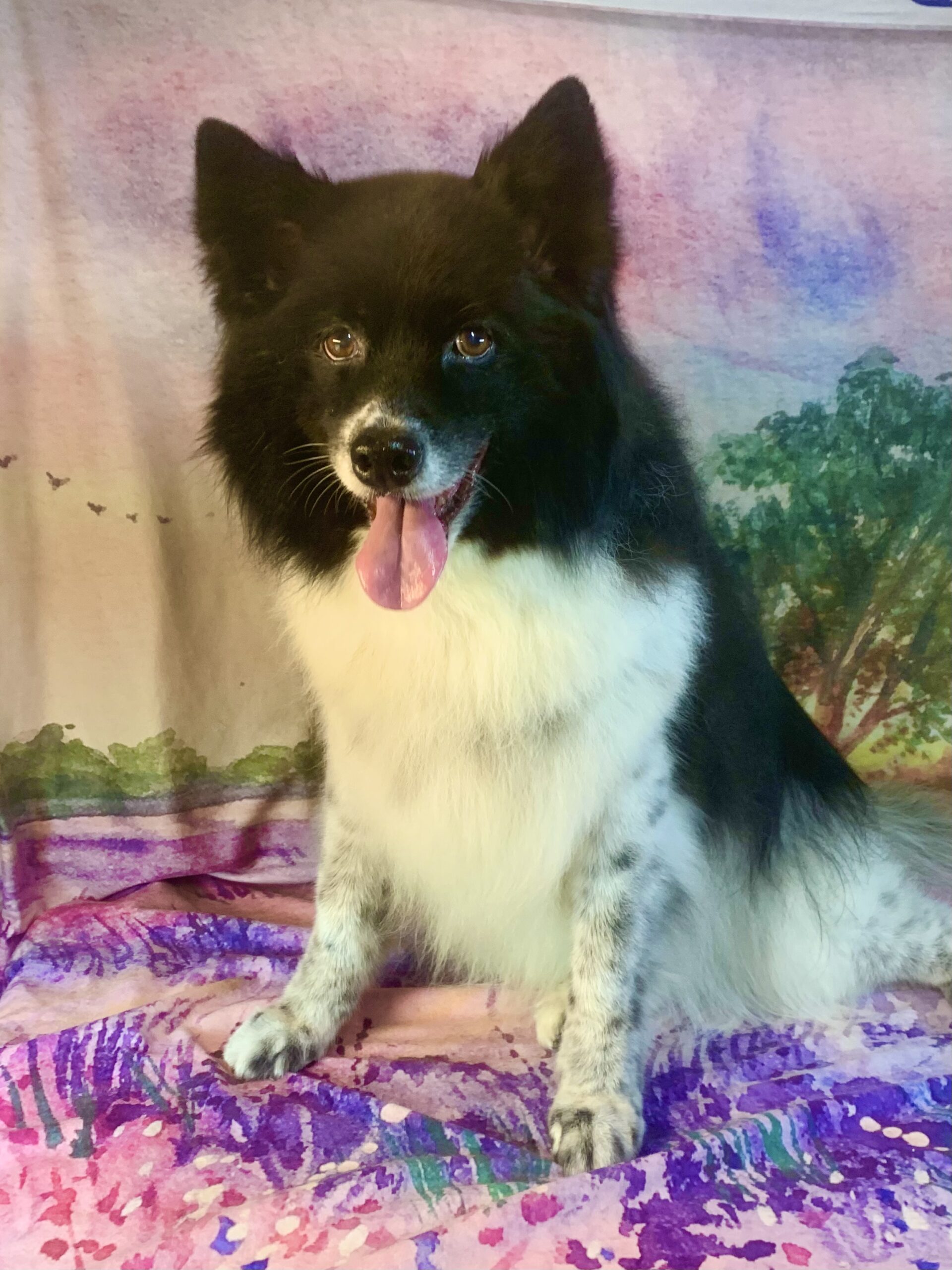 つくば市でトリミングです。メグちゃん　(ボーダーコリー女の子　シャンプー＆カットコースです。)